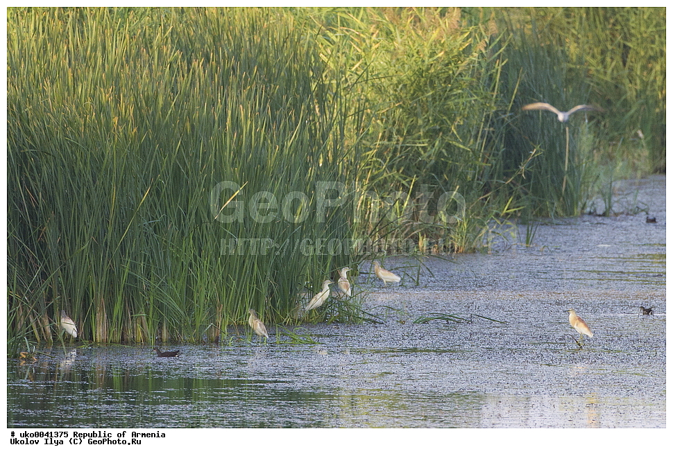 ����� ������, ����������, ���������� �������, ��������, ��������, �����, �����, ��������, �����������, XYZ, ��������, Ardeidae, Ƹ���� �����, ������ �����, Ardeola ralloides, Ardea ralloides