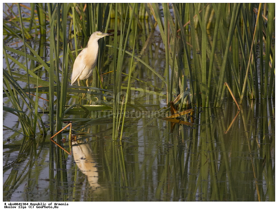 ����� ������, ����������, ���������� �������, ��������, ��������, �����, �����, ��������, �����������, XYZ, ��������, Ardeidae, Ƹ���� �����, ������ �����, Ardeola ralloides, Ardea ralloides