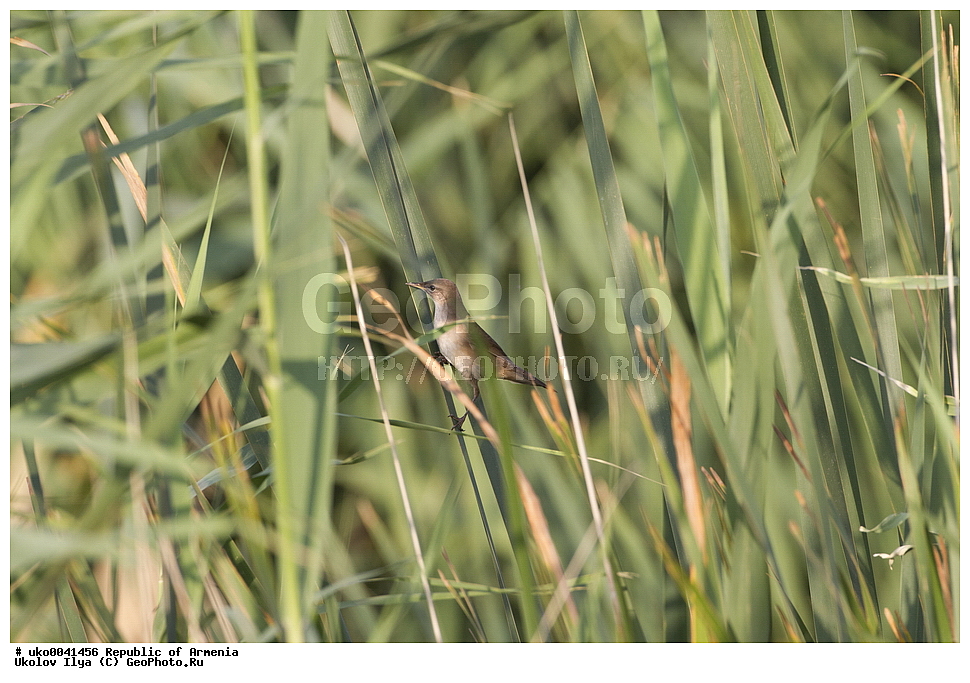����� ������, ����������, ���������� �������, ��������, ��������, �����, �����, ��������, �����������, XYZ, ���������, Sylviidae, ������������ ���������, ������������ ���������, ������������ ���������, Acrocephalus arundinaceus