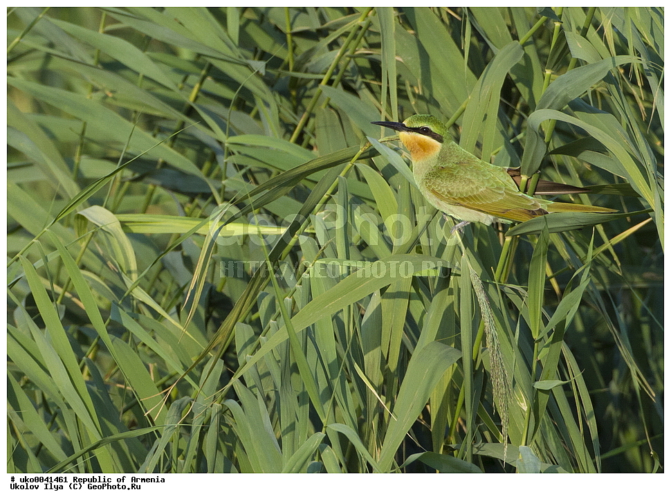 ����� ������, ����������, ���������� �������, ��������, ��������, �����, �����, ��������, �����������, XYZ, ��������, Meropidae, ������ �����, ������� �����, Merops persicus