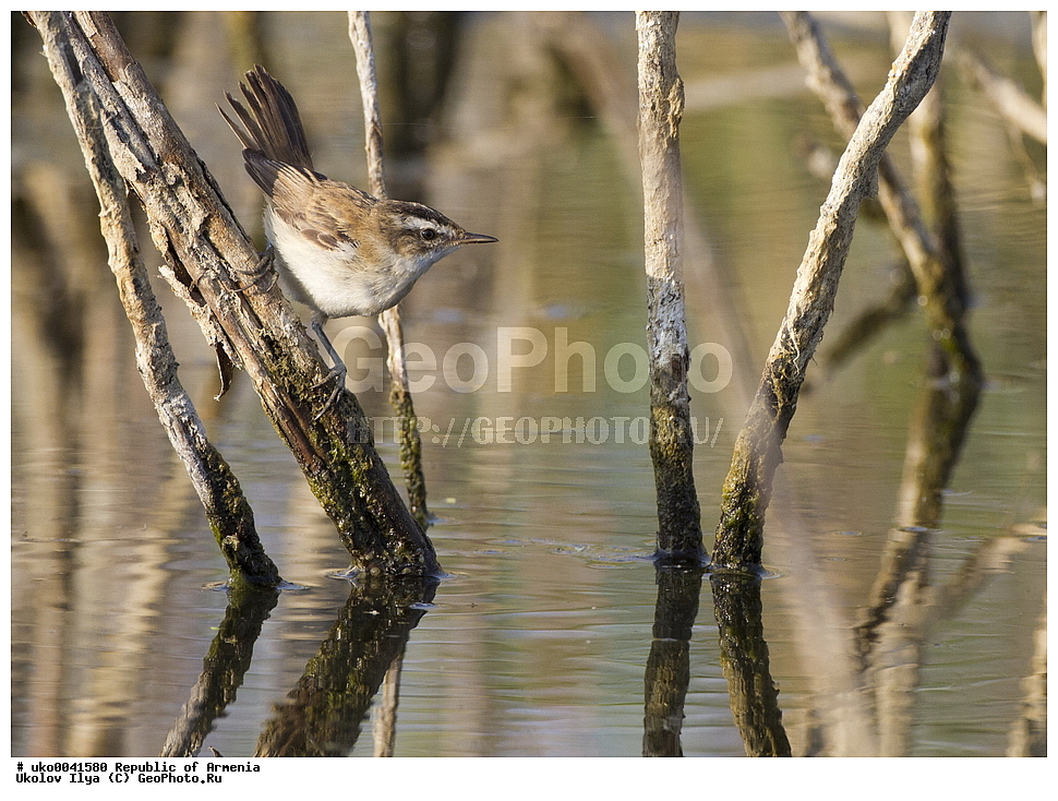 ����� ������, ����������, ���������� �������, ��������, ��������, �����, �����, ��������, �����������, XYZ, ���������, Sylviidae, ����������� ���������, ����������� ���������, ����������� ���������, Acrocephalus melanopogon