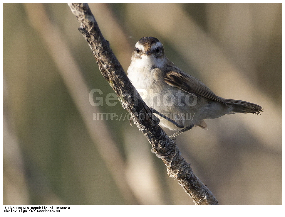 ����� ������, ����������, ���������� �������, ��������, ��������, �����, �����, ��������, �����������, XYZ, ���������, Sylviidae, ����������� ���������, ����������� ���������, ����������� ���������, Acrocephalus melanopogon