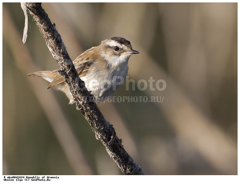 ����� ������, ����������, ���������� �������, ��������, ��������, �����, �����, ��������, �����������, XYZ, ���������, Sylviidae, ����������� ���������, ����������� ���������, ����������� ���������, Acrocephalus melanopogon