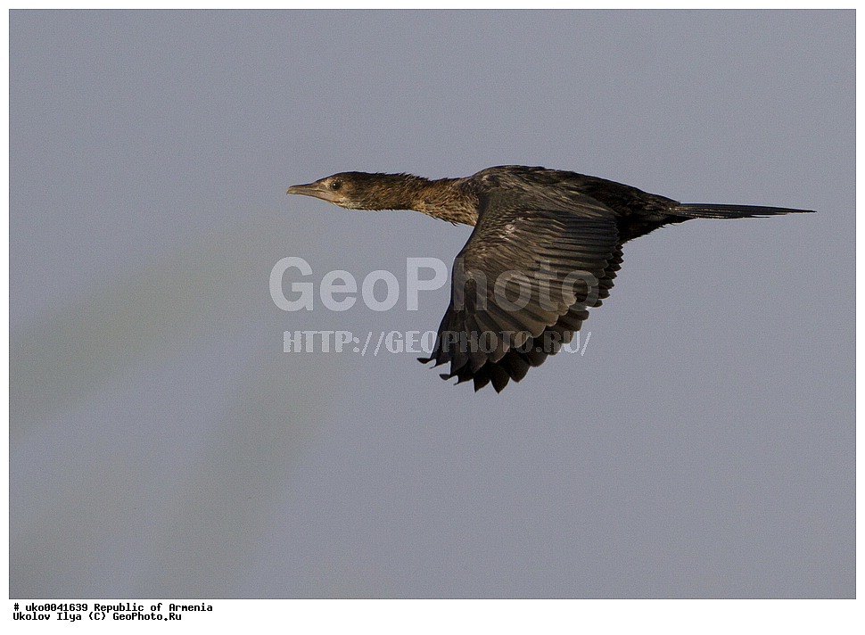 ����� ������, ����������, ���������� �������, ��������, ��������, �����, �����, ��������, �����������, ������� �����, ������� �����, XYZ, ����������, Phalacrocoracidae, ����� ������, Phalacrocorax pygmeus, Microcarbo pygmeus