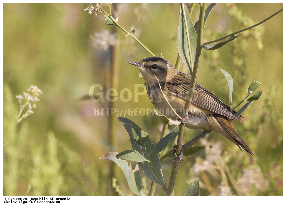 ����� ������, ����������, ���������� �������, ��������, ��������, �����, �����, ��������, �����������, XYZ, ���������, Sylviidae, ���������-��������, ��������, ���������-��������, ���������-��������, Acrocephalus schoenobaenus