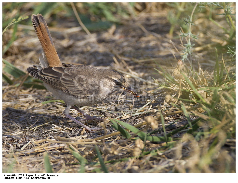 ����� ������, ����������, ���������� �������, ��������, ��������, �����, �����, ��������, �����������, XYZ, ������������, Muscicapidae, �������� �������, ����������� ������, Cercotrichas galactotes