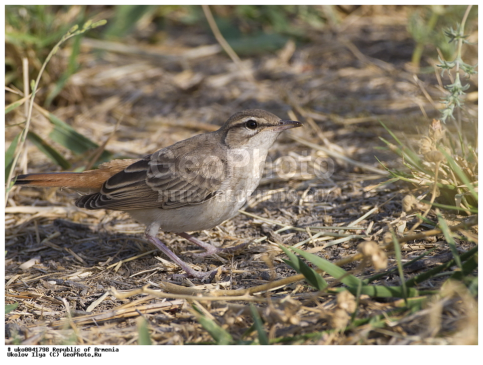 ����� ������, ����������, ���������� �������, ��������, ��������, �����, �����, ��������, �����������, XYZ, ������������, Muscicapidae, �������� �������, ����������� ������, Cercotrichas galactotes