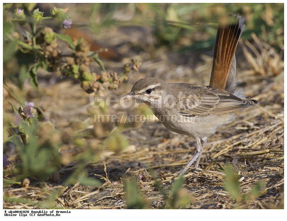 ����� ������, ����������, ���������� �������, ��������, ��������, �����, �����, ��������, �����������, XYZ, ������������, Muscicapidae, �������� �������, ����������� ������, Cercotrichas galactotes