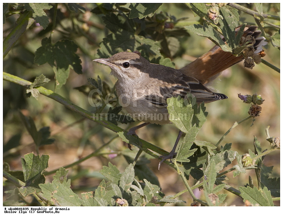 ����� ������, ����������, ���������� �������, ��������, ��������, �����, �����, ��������, �����������, XYZ, ������������, Muscicapidae, �������� �������, ����������� ������, Cercotrichas galactotes