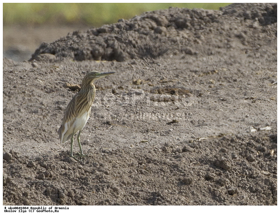 ����� ������, ����������, ���������� �������, ��������, ��������, �����, �����, ��������, �����������, XYZ, ��������, Ardeidae, Ƹ���� �����, ������ �����, Ardeola ralloides, Ardea ralloides