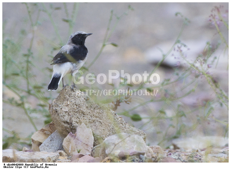 ����� ������, ����������, ���������� �������, ��������, ��������, �����, �����, ��������, �����������, XYZ, ������������, Muscicapidae, ����������� �������, Oenanthe finschii