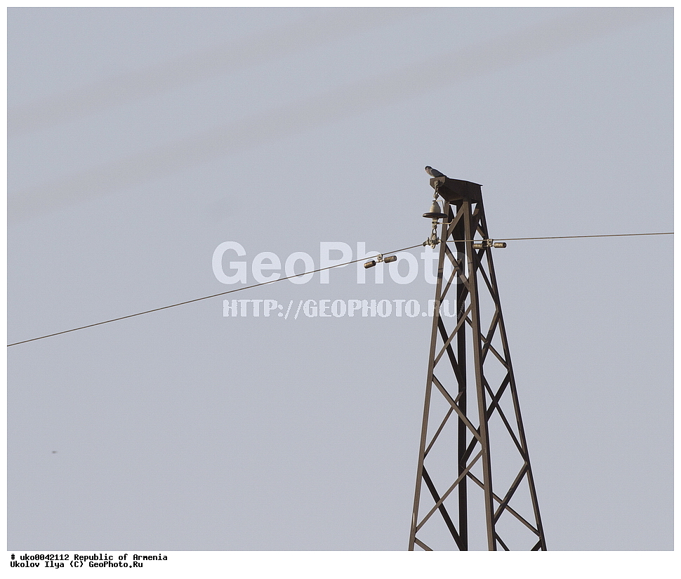 ����� ������, ����������, ���������� �������, ��������, ��������, �����, �����, ��������, �����������, XYZ, ���������, Columbidae, �������, Columba oenas