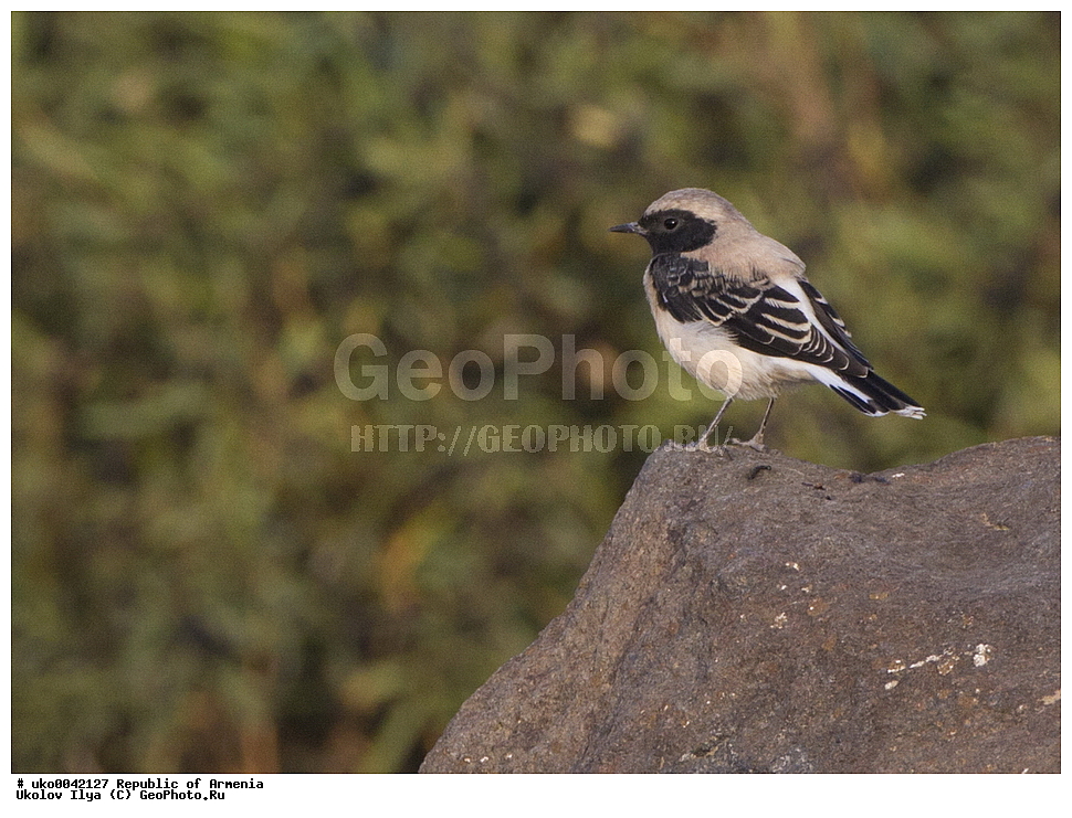 ����� ������, ����������, ���������� �������, ��������, ��������, �����, �����, ��������, �����������, XYZ, ������������, Muscicapidae, ��������� �������, ׸���-����� �������, �����-����� �������, Oenanthe hispanica