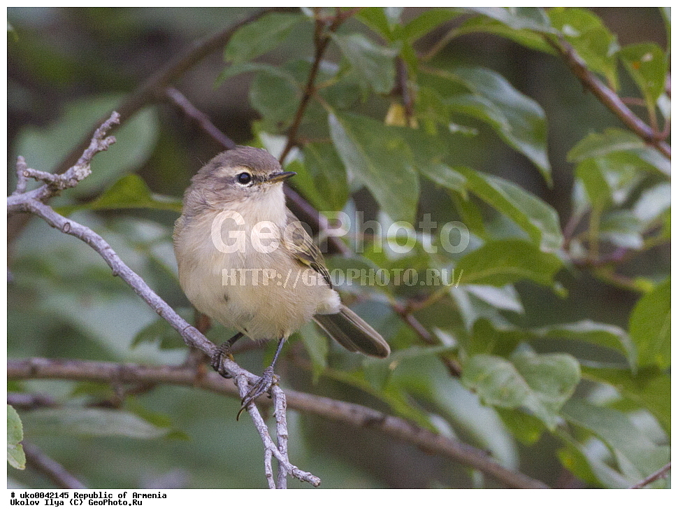 ����� ������, ����������, ���������� �������, ��������, ��������, �����, �����, ��������, �����������, XYZ, ���������, Sylviidae, ����������, Phylloscopidae, ���������� �������, Phylloscopus lorenzii