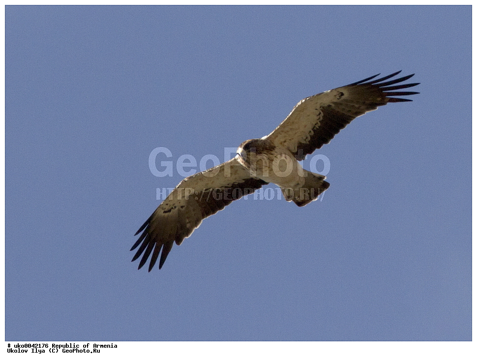 ����� ������, ����������, ���������� �������, ��������, ��������, �����, �����, ��������, �����������, ������ �����, ������ �����, XYZ, ����������, Accipitridae, ���-������, ����-������, Hieraaetus pennatus, Aquila pennata