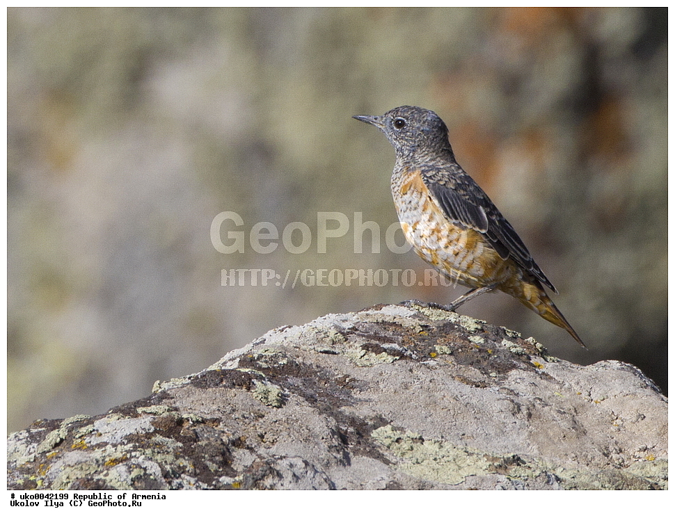 ����� ������, ����������, ���������� �������, ��������, ��������, �����, �����, ��������, �����������, XYZ, ������������, Muscicapidae, ϸ����� �������� �����, ������� �������� �����, Monticola saxatilis