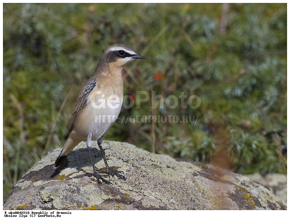 ����� ������, ����������, ���������� �������, ��������, ��������, �����, �����, ��������, �����������, XYZ, ������������, Muscicapidae, ������������ �������, �������, Oenanthe oenanthe