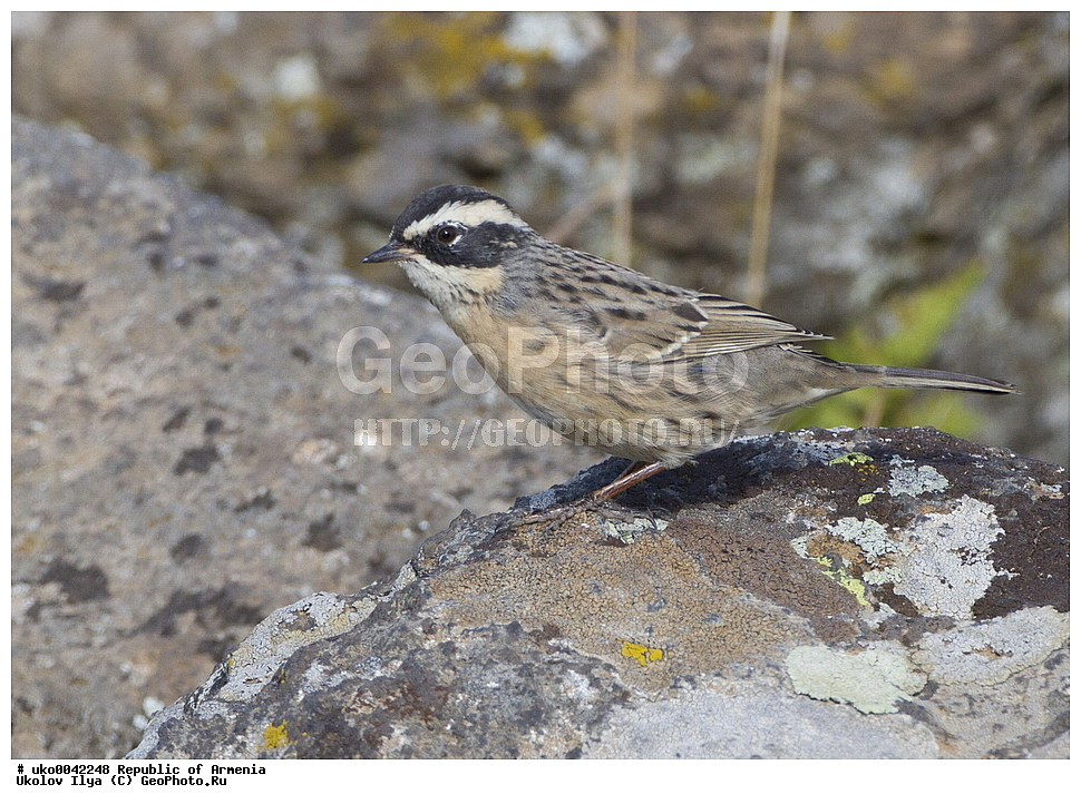 ����� ������, ����������, ���������� �������, ��������, ��������, �����, �����, ��������, �����������, XYZ, ������������, Prunellidae, ϸ����� ���������, ������� ���������, Prunella ocularis