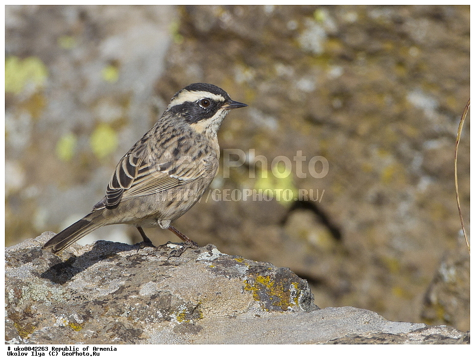 ����� ������, ����������, ���������� �������, ��������, ��������, �����, �����, ��������, �����������, XYZ, ������������, Prunellidae, ϸ����� ���������, ������� ���������, Prunella ocularis