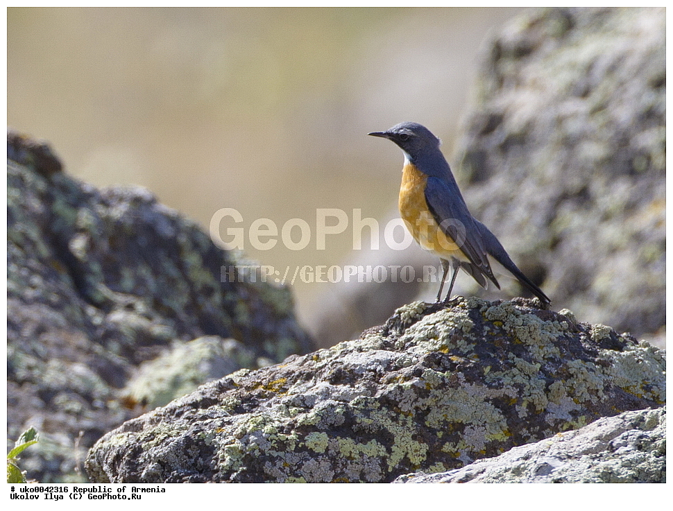 ����� ������, ����������, ���������� �������, ��������, ��������, �����, �����, ��������, �����������, XYZ, ������������, Muscicapidae, �������-���������, ���������� �������, Irania gutturalis