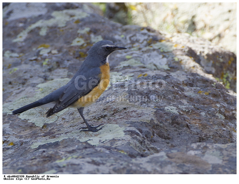 ����� ������, ����������, ���������� �������, ��������, ��������, �����, �����, ��������, �����������, XYZ, ������������, Muscicapidae, �������-���������, ���������� �������, Irania gutturalis