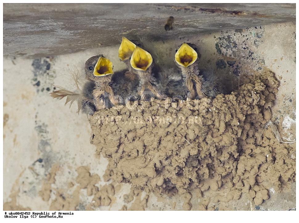 ����� ������, ����������, ���������� �������, ��������, ��������, �����, �����, ��������, �����������, XYZ, �����������, Hirundinidae, ��������� ��������, ������������ ��������� ��������, ������ ��������, �������� ��������, Ptyonoprogne rupestris, Hirundo rupestris