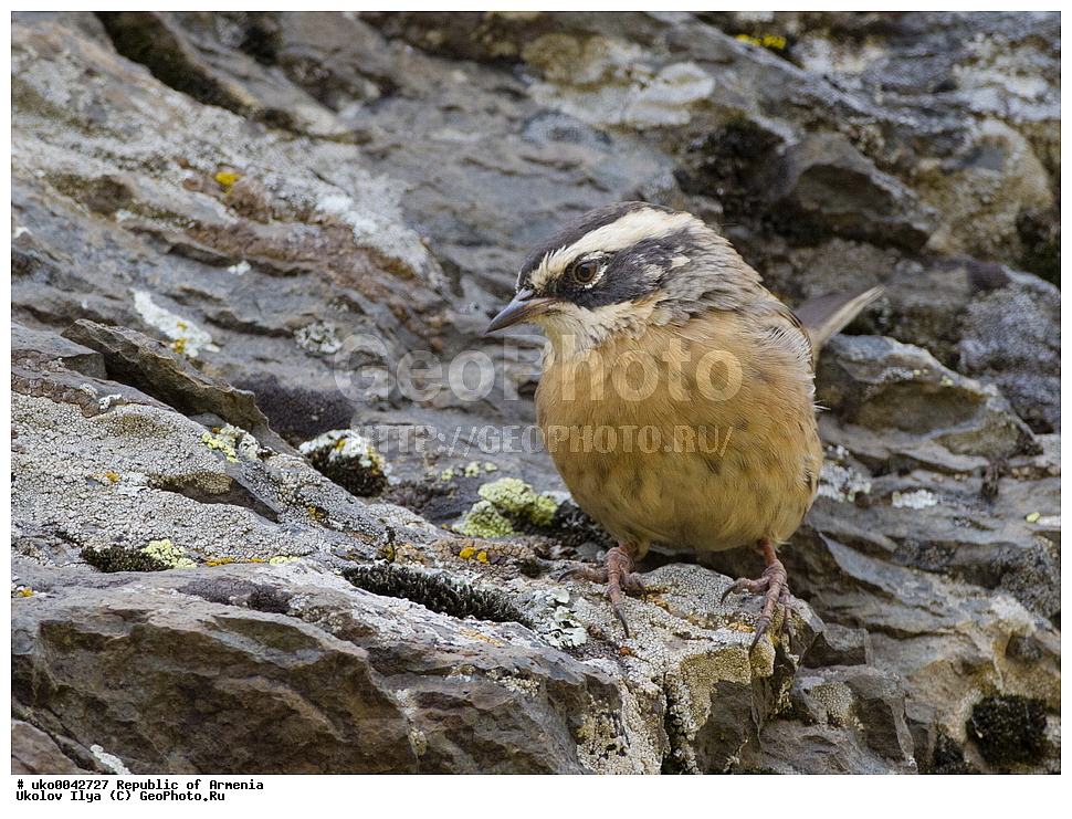 ����� ������, ����������, ���������� �������, ��������, ��������, �����, �����, ��������, �����������, XYZ, ������������, Prunellidae, ϸ����� ���������, ������� ���������, Prunella ocularis