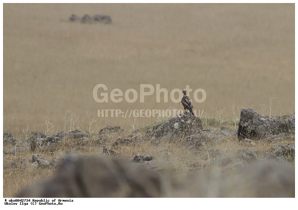 ����� ������, ����������, ���������� �������, ��������, ��������, �����, �����, ��������, �����������, ������ �����, ������ �����, XYZ, ����������, Accipitridae, ���������, Buteo rufinus