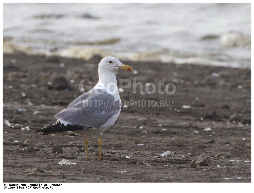����� ������, ����������, ���������� �������, ��������, ��������, �����, �����, ��������, �����������, ������� �����, ������� �����, XYZ, ��������, Laridae, ��������� �����, ��������� ����������� �����, Larus armenicus