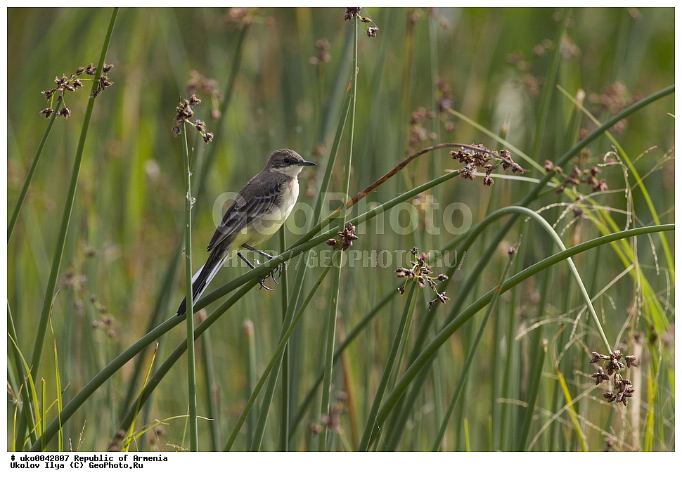 ����� ������, ����������, ���������� �������, ��������, ��������, �����, �����, ��������, �����������, XYZ, �������������, �������������, Motacillidae