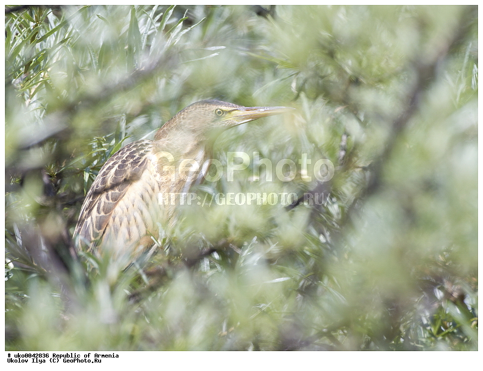 ����� ������, ����������, ���������� �������, ��������, ��������, �����, �����, ��������, �����������, XYZ, ��������, Ardeidae, ����� ����, ������, Ixobrychus minutus