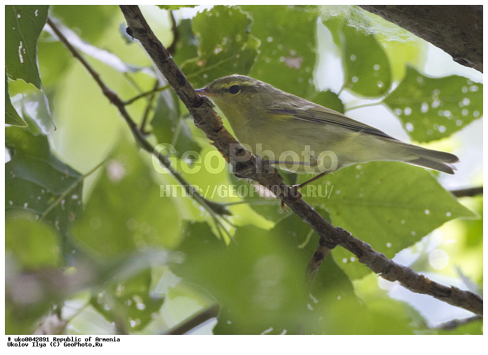 ����� ������, ����������, ���������� �������, ��������, ��������, �����, �����, ��������, �����������, XYZ, ���������, Sylviidae, ����������, Phylloscopidae, ����������� �������, Phylloscopus nitidus