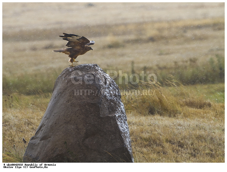 ����� ������, ����������, ���������� �������, ��������, ��������, �����, �����, ��������, �����������, ������ �����, ������ �����, XYZ, ����������, Accipitridae, ���������, Buteo rufinus