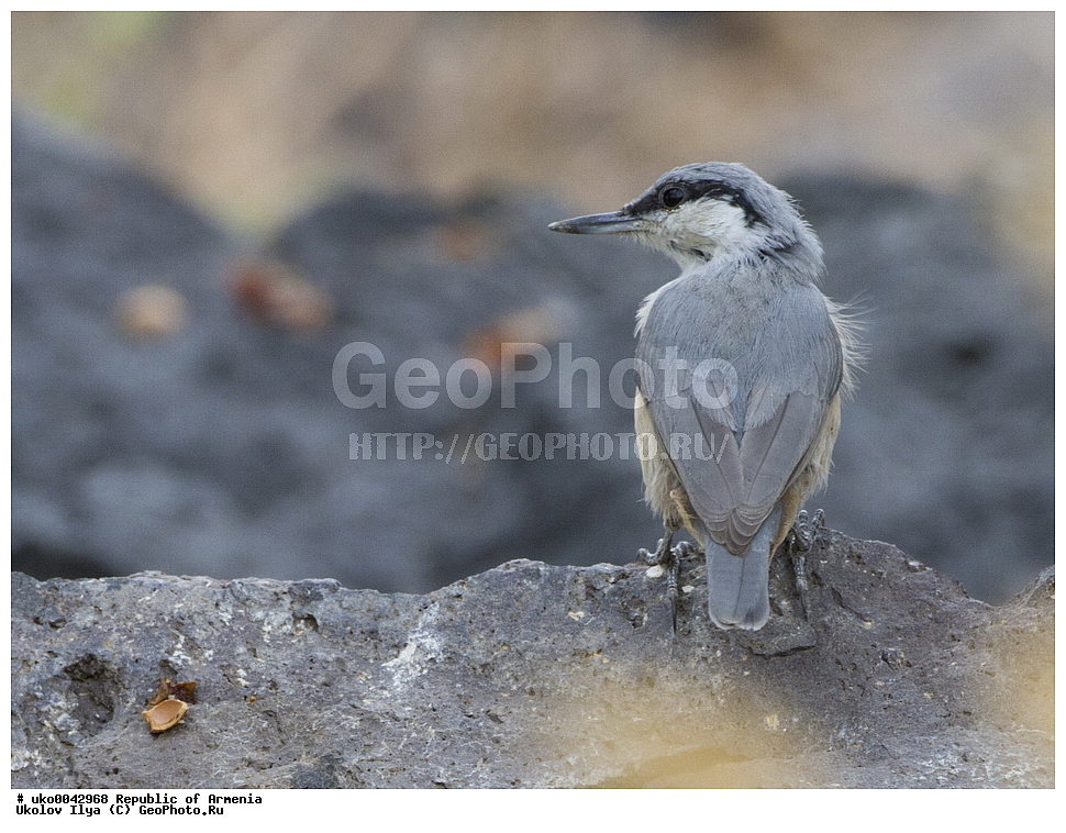 ����� ������, ����������, ���������� �������, ��������, ��������, �����, �����, ��������, �����������, XYZ, �����������, Sittidae, ����� ��������� ���������, ����� �������� ���������, Sitta neumayer