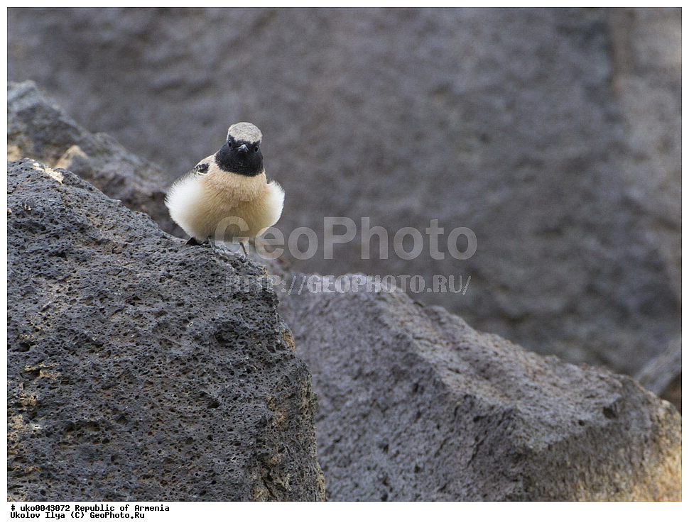 ����� ������, ����������, ���������� �������, ��������, ��������, �����, �����, ��������, �����������, XYZ, ������������, Muscicapidae, ��������� �������, ׸���-����� �������, �����-����� �������, Oenanthe hispanica