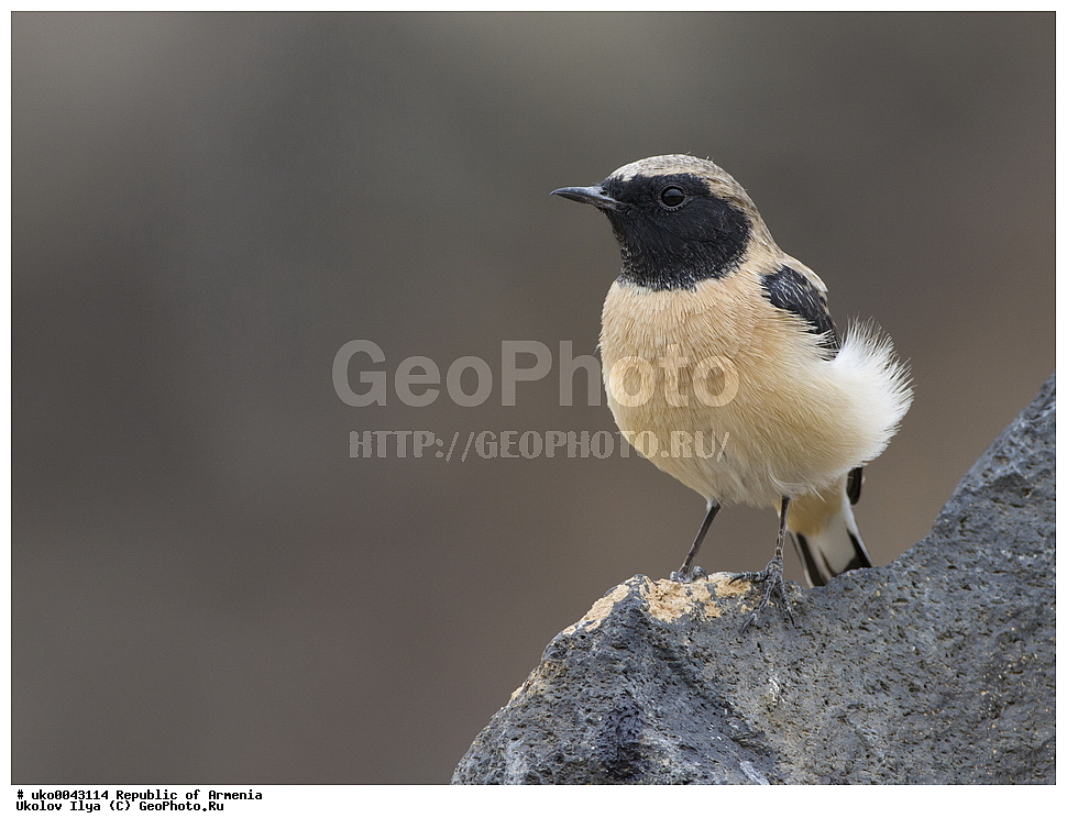 ����� ������, ����������, ���������� �������, ��������, ��������, �����, �����, ��������, �����������, XYZ, ������������, Muscicapidae, ��������� �������, ׸���-����� �������, �����-����� �������, Oenanthe hispanica