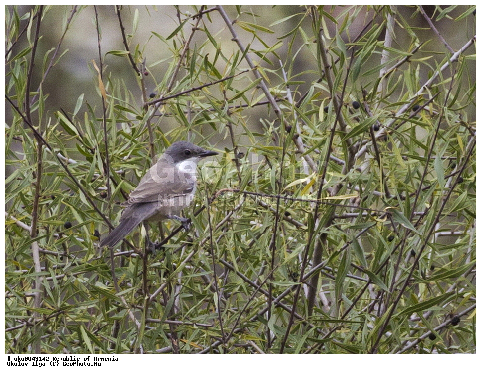 ����� ������, ����������, ���������� �������, ��������, ��������, �����, �����, ��������, �����������, XYZ, ���������, Sylviidae, ��������� ������ ������, ����������������� ������, Sylvia crassirostris, Curruca crassirostris