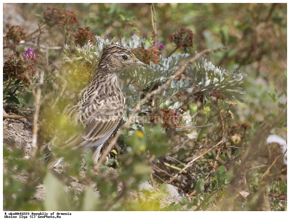 ����� ������, ����������, ���������� �������, ��������, ��������, �����, �����, ��������, �����������, XYZ, ������������, Alaudidae, ������� ���������, Alauda arvensis