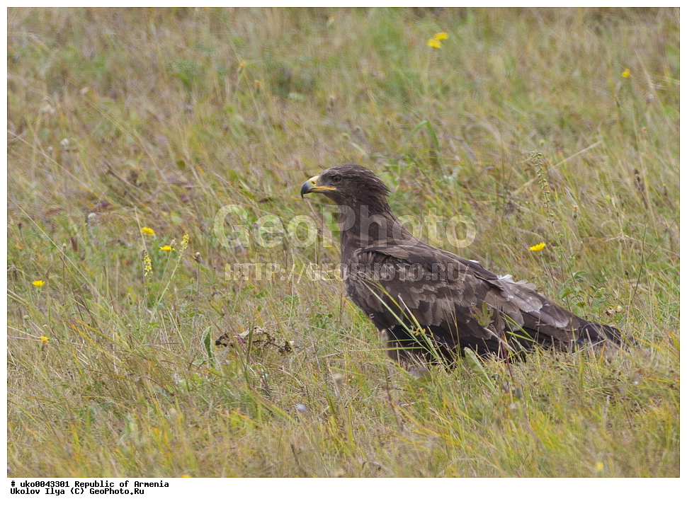 ����� ������, ����������, ���������� �������, ��������, ��������, �����, �����, ��������, �����������, ������ �����, ������ �����, XYZ, ����������, Accipitridae, ������� ��������, Aquila clanga