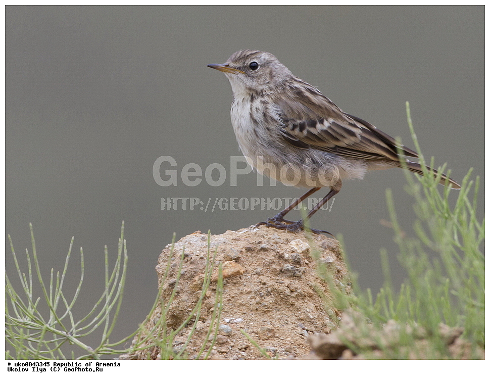 ����� ������, ����������, ���������� �������, ��������, ��������, �����, �����, ��������, �����������, XYZ, �������������, Motacillidae, ������ �����, ��������� �����, ������ �����, ��������� �����, Anthus spinoletta