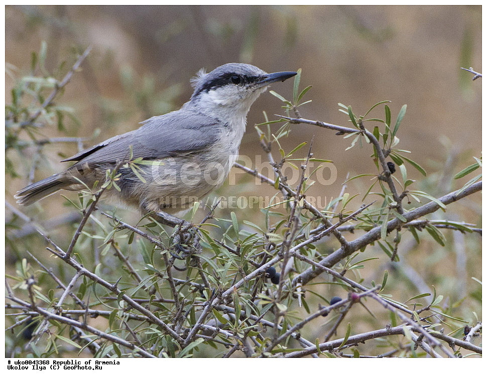 ����� ������, ����������, ���������� �������, ��������, ��������, �����, �����, ��������, �����������, XYZ, �����������, Sittidae, ����� ��������� ���������, ����� �������� ���������, Sitta neumayer