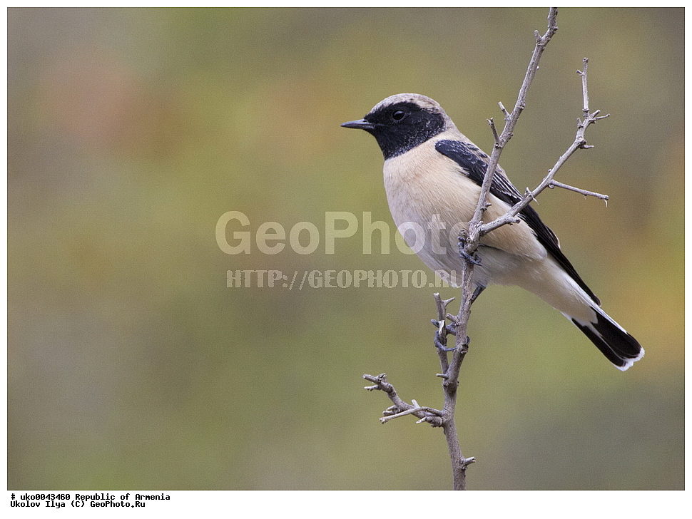 ����� ������, ����������, ���������� �������, ��������, ��������, �����, �����, ��������, �����������, XYZ, ������������, Muscicapidae, ��������� �������, ׸���-����� �������, �����-����� �������, Oenanthe hispanica