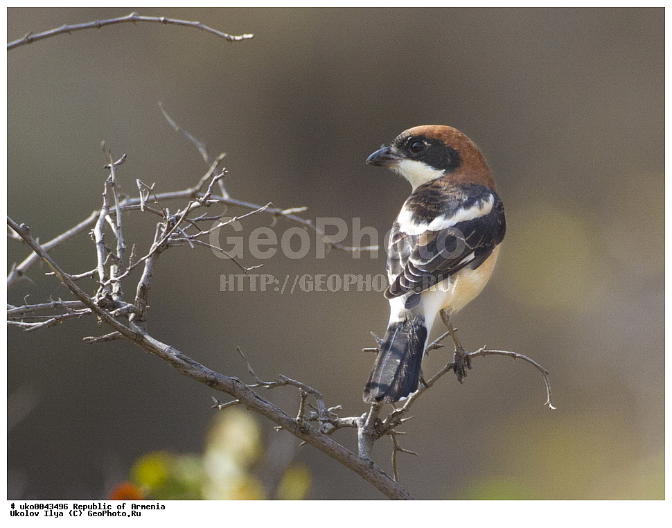 ����� ������, ����������, ���������� �������, ��������, ��������, �����, �����, ��������, �����������, XYZ, �������������, Laniidae, ������������� ���������, Lanius senator