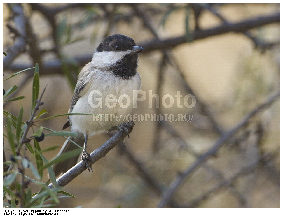  ����� ������, ����������, ���������� �������, ��������, ��������, �����, �����, ��������, �����������, XYZ, ���������, Paridae, ����������������� ������, ����������������� ������� ������, Poecile lugubris, Parus lugubris