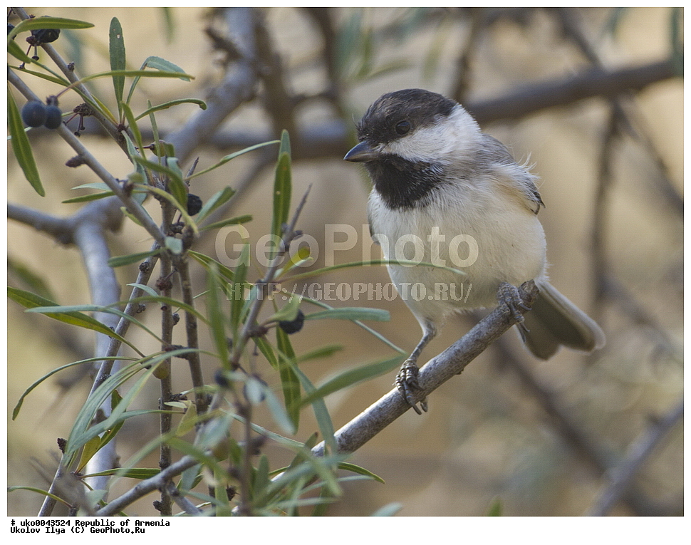  ����� ������, ����������, ���������� �������, ��������, ��������, �����, �����, ��������, �����������, XYZ, ���������, Paridae, ����������������� ������, ����������������� ������� ������, Poecile lugubris, Parus lugubris