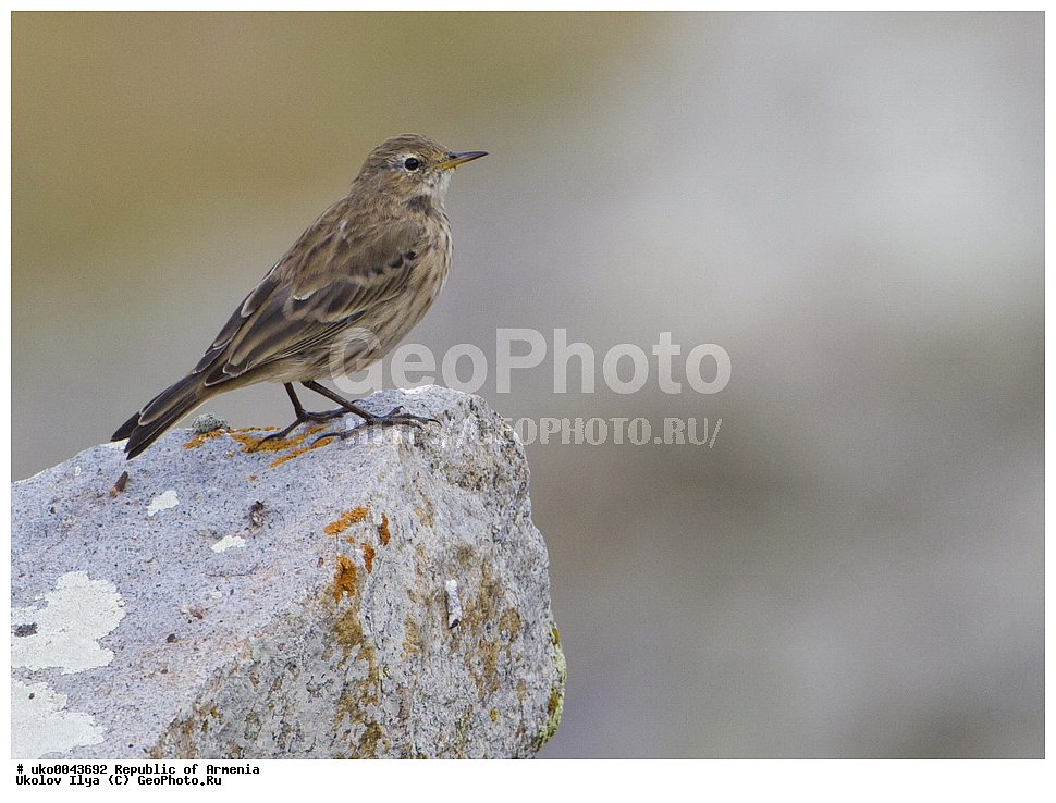 ����� ������, ����������, ���������� �������, ��������, ��������, �����, �����, ��������, �����������, XYZ, �������������, Motacillidae, ������ �����, ��������� �����, ������ �����, ��������� �����, Anthus spinoletta