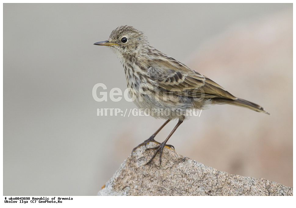 ����� ������, ����������, ���������� �������, ��������, ��������, �����, �����, ��������, �����������, XYZ, �������������, Motacillidae, ������ �����, ��������� �����, ������ �����, ��������� �����, Anthus spinoletta