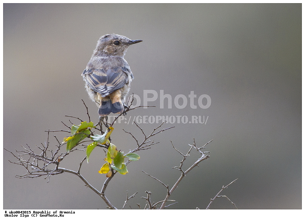 ����� ������, ����������, ���������� �������, ��������, ��������, �����, �����, ��������, �����������, XYZ, ������������, Muscicapidae, ���������� �������, ��������� ���������� �������, Oenanthe chrysopigia