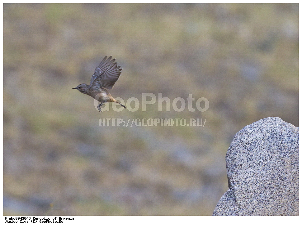 ����� ������, ����������, ���������� �������, ��������, ��������, �����, �����, ��������, �����������, XYZ, ������������, Muscicapidae, ���������� �������, ��������� ���������� �������, Oenanthe chrysopigia