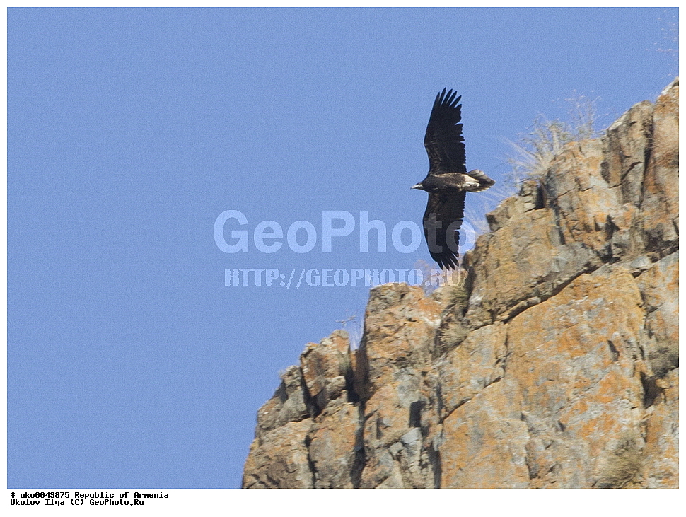 ����� ������, ����������, ���������� �������, ��������, ��������, �����, �����, ��������, �����������, ������ �����, ������ �����, XYZ, ����������, Accipitridae, ������������ ����������, Neophron percnopterus